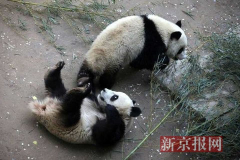 【组图】3只"少年熊猫"五一亮相北京动物园