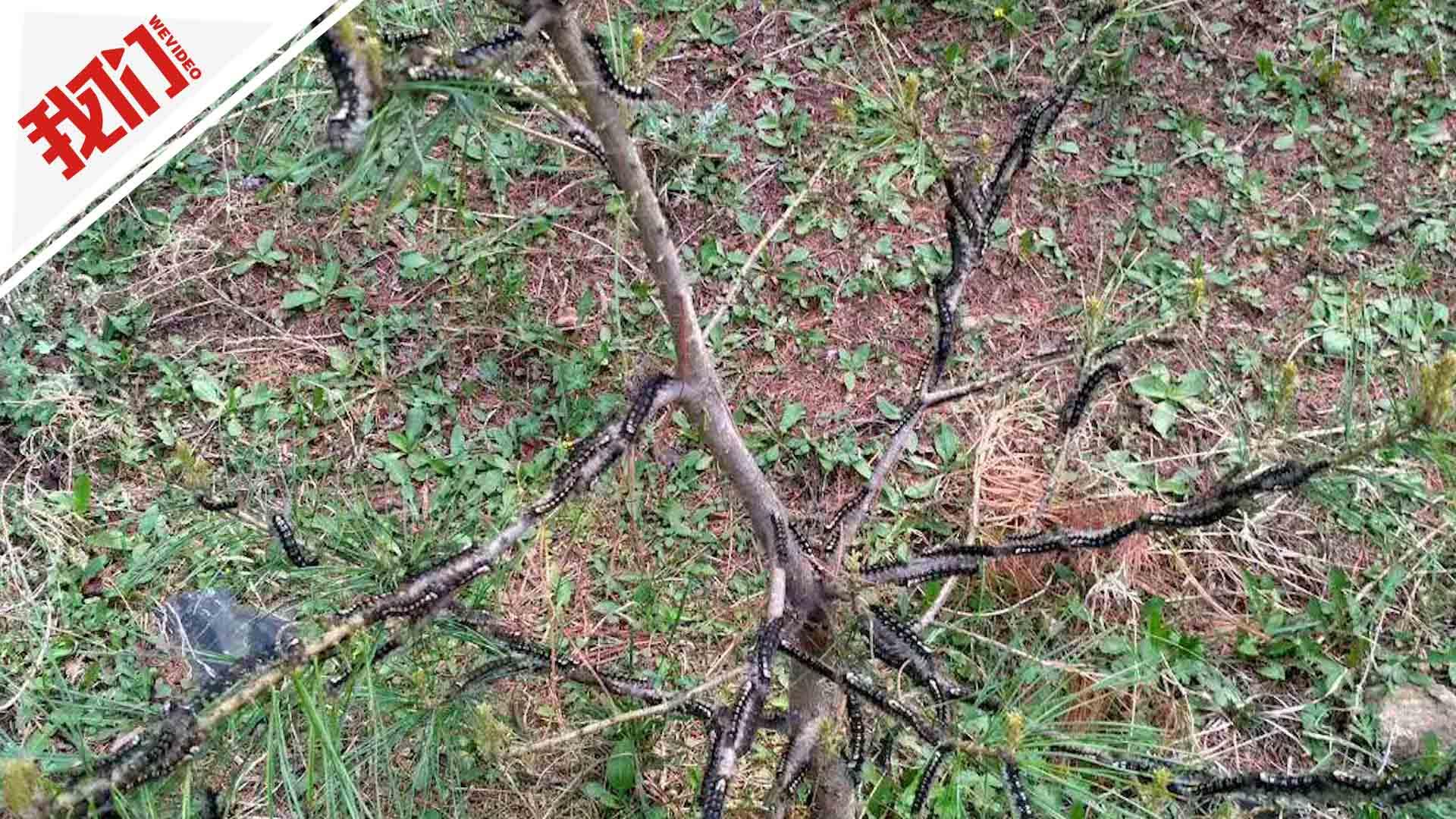 一林场落叶松林遭松毛虫害树叶被啃光 场长:将放赤眼蜂生物灭杀