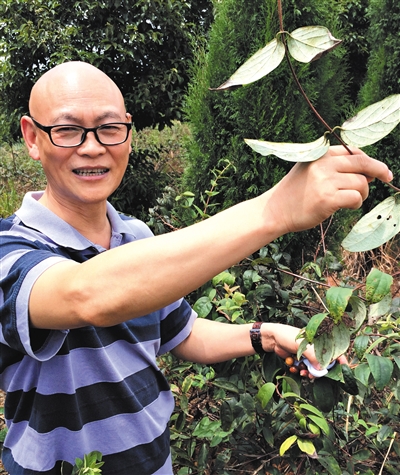 新药典颁布 金银花山银花继续“分家”